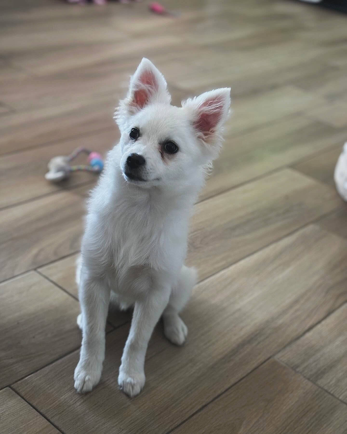 Ruby a rejoint le concours — aidez-le/la à gagner de superbes lots ! canidae, carnivore, companion_dog, dog, dog_breed, dog_supply, fawn, flooring, fur, hardwood, plank, snout, sporting_group, tail, terrestrial_animal, toy_dog, varnish, whiskers, wood, working_animal