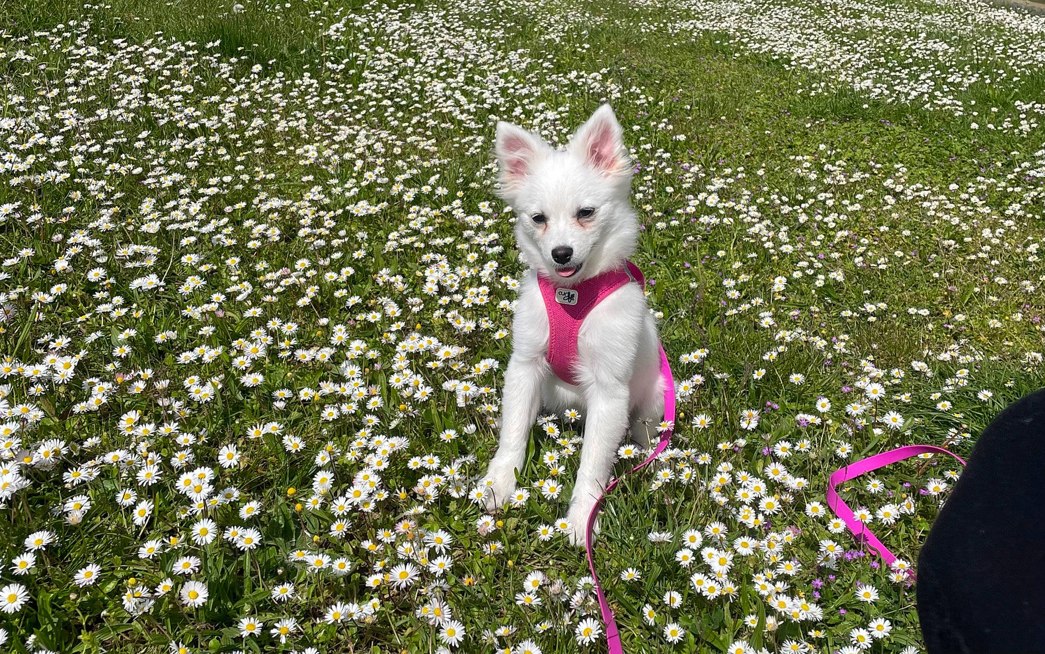 Ruby a rejoint le concours — aidez-le/la à gagner de superbes lots ! annual_plant, carnivore, companion_dog, dog, dog_breed, fawn, field, flower, flowering_plant, grass, grassland, groundcover, herbaceous_plant, lawn, meadow, people_in_nature, petal, plant, shrub, spring