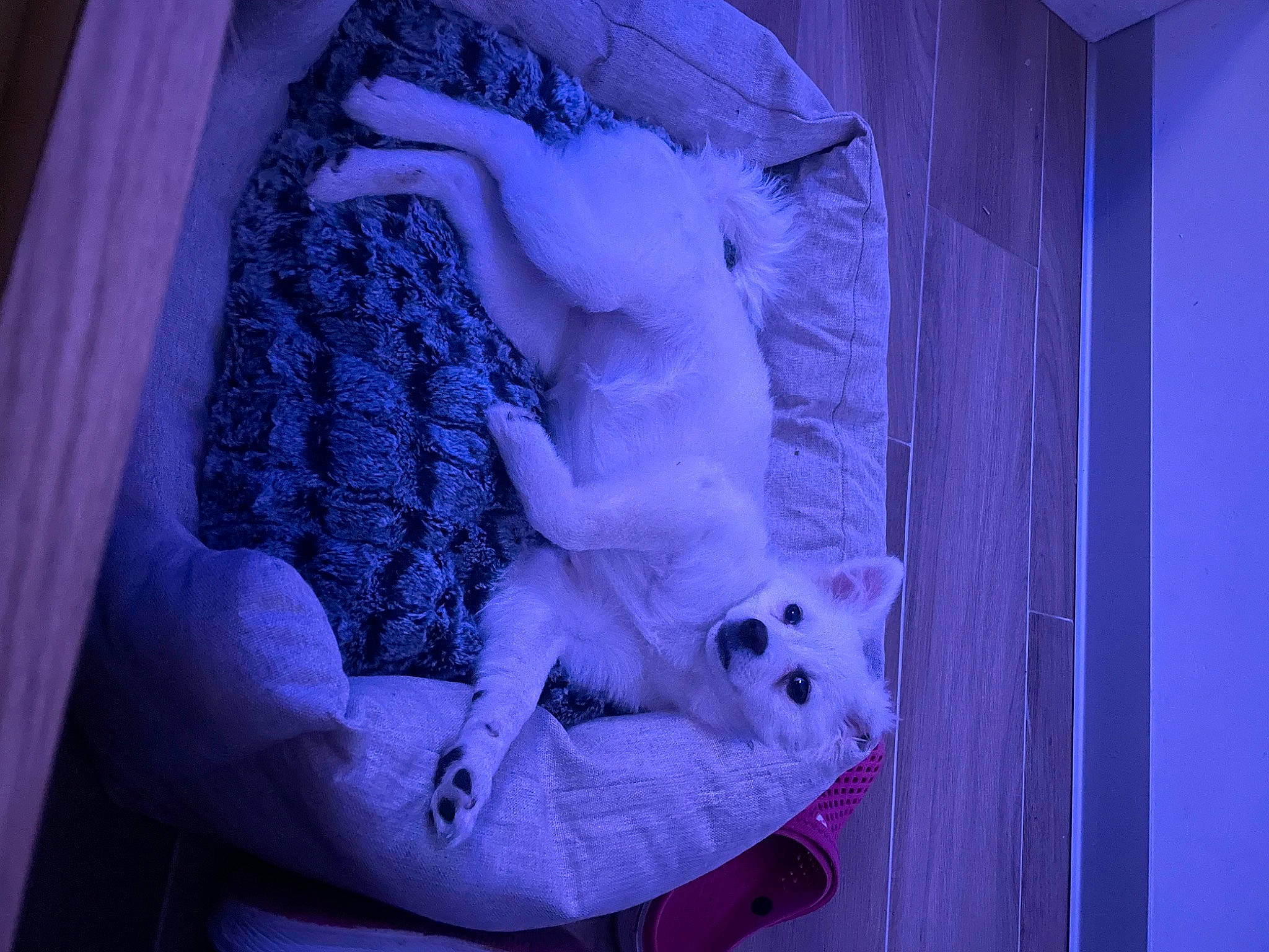 Ruby participe au concours pour gagner de l'argent avec cette photo : art, blue, carnivore, companion_dog, dog, dog_breed, dress, electric_blue, fawn, felidae, human_body, magenta, purple, sculpture, sporting_group, stairs, statue, violet, water, wood