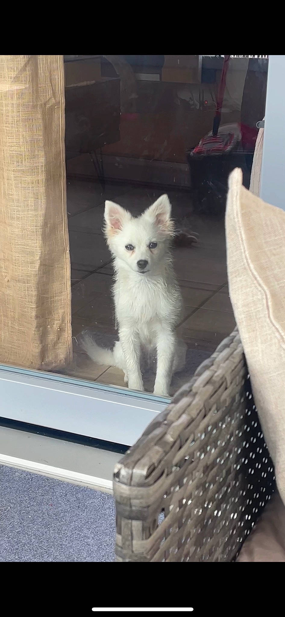 Ruby a rejoint le concours — aidez-le/la à gagner de superbes lots ! canidae, carnivore, companion_dog, dog, dog_breed, fawn, felidae, flooring, fox, fur, grey, pattern, small_to_medium_sized_cats, sporting_group, tail, terrestrial_animal, whiskers, window, wood, working_animal