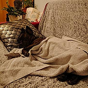 Guizmo a rejoint le concours — aidez-le/la à gagner de superbes lots ! dog, towel, sofa, pillow, indoor, plant, buddha_statue, cozy, sleeping, brown_dog, furniture, blanket, relaxing, paw, home_decor, living_room, resting, textile, comfort, quiet