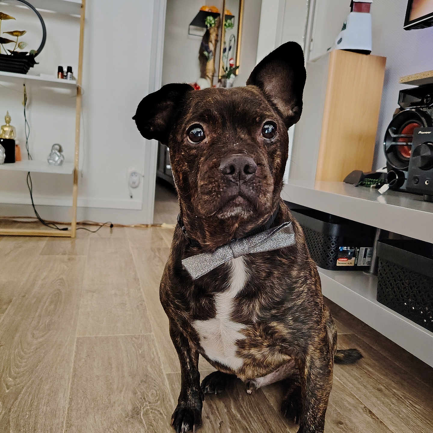 Guizmo a rejoint le concours — aidez-le/la à gagner de superbes lots ! animal, attention, bow_tie, brindle, cute, dog, domestic_animal, ears, eyes, face, flooring, furniture, home_decor, indoor, living_room, nose, pet, portrait, sitting, wood_floor