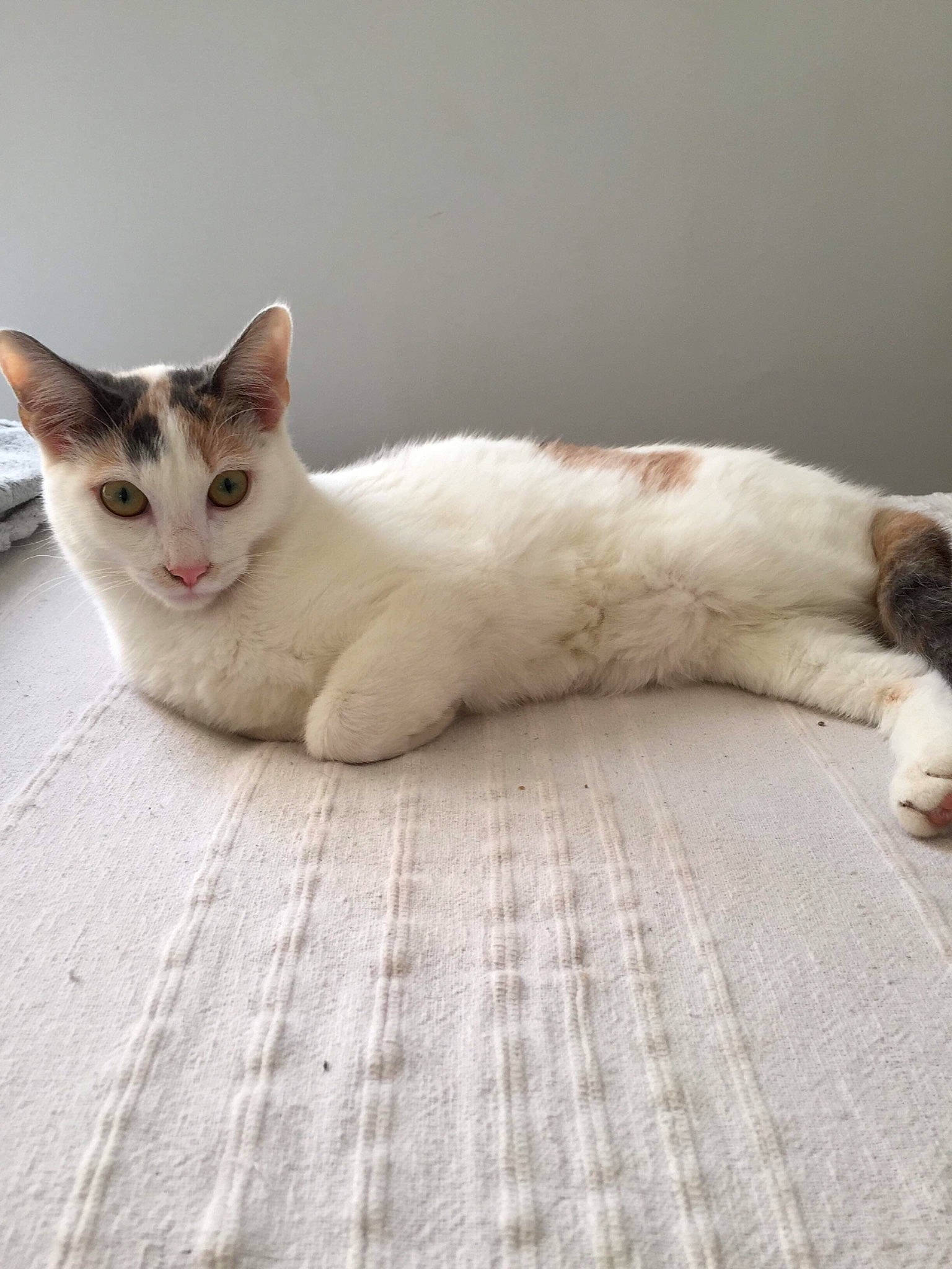 Praline a rejoint le concours — aidez-le/la à gagner de superbes lots ! aegean_cat, american_wirehair, asian, carnivore, cat, ear, fawn, felidae, fur, kitten, mammal, polydactyl_cat, skin, small_to_medium_sized_cats, tail, whiskers