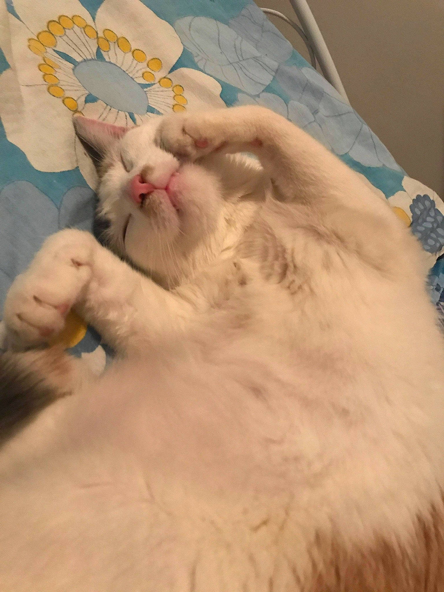 Praline participe au concours pour gagner de l'argent avec cette photo : american_curl, burmilla, carnivore, cat, domestic_long_haired_cat, ear, fawn, felidae, fur, nap, norwegian_forest_cat, nose, persian, ragdoll, sleep, small_to_medium_sized_cats, snout, turkish_angora, turkish_van, whiskers