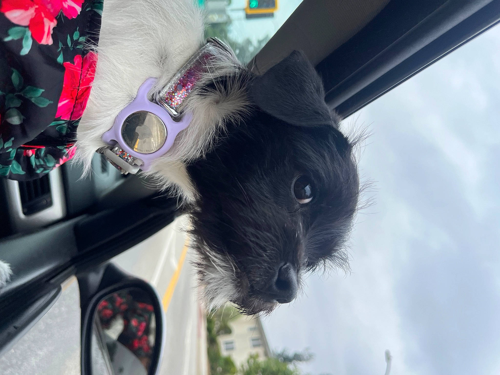 Taro is registered to the contest to win money with this photo: auto_part, automotive_exterior, automotive_lighting, automotive_mirror, automotive_tire, bumper, car, carnivore, companion_dog, dog_breed, eyewear, fawn, motor_vehicle, plant, rear_view_mirror, sky, sunglasses, tree, vehicle_door, whiskers