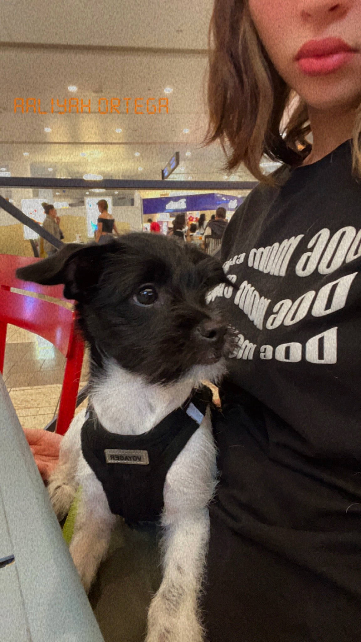 Taro is registered to the contest to win money with this photo: canidae, carnivore, collar, companion_dog, dog, dog_breed, dog_collar, eyewear, fashion_accessory, fawn, fur, jewellery, leash, pet_supply, snout, sporting_group, t_shirt, terrier, toy_dog, working_animal