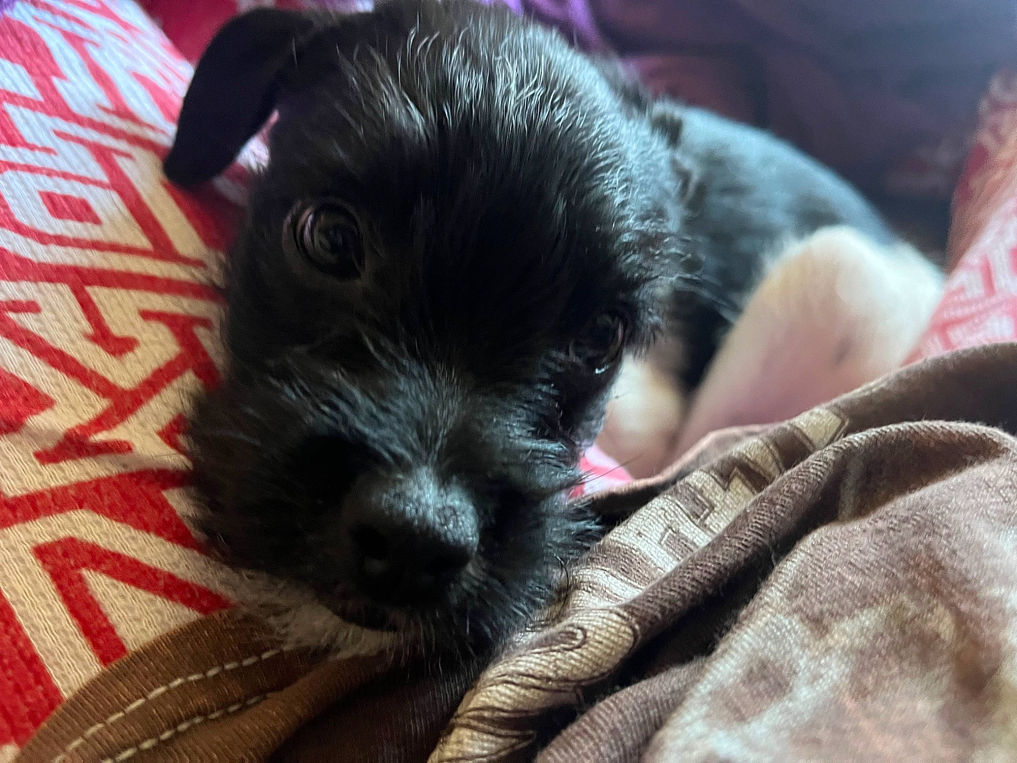 Taro joined the competition — help win amazing prizes! canidae, carnivore, comfort, companion_dog, dog, dog_breed, ear, fawn, fur, non_sporting_group, paw, puppy, small_terrier, snout, sporting_group, terrestrial_animal, terrier, toy_dog, whiskers, working_animal