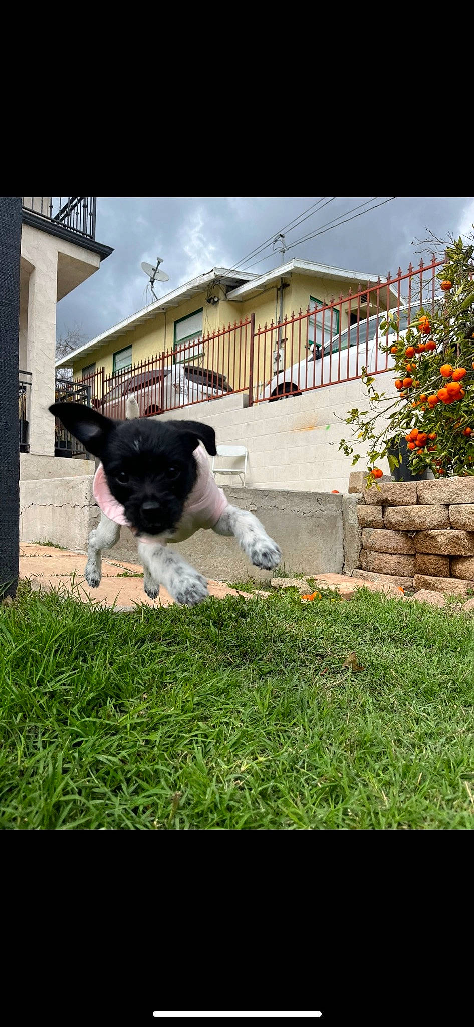 Taro is registered to the contest to win money with this photo: building, canidae, carnivore, companion_dog, dog, dog_breed, fawn, felidae, grass, home, house, plant, sky, small_to_medium_sized_cats, snout, sporting_group, tail, tree, whiskers, window