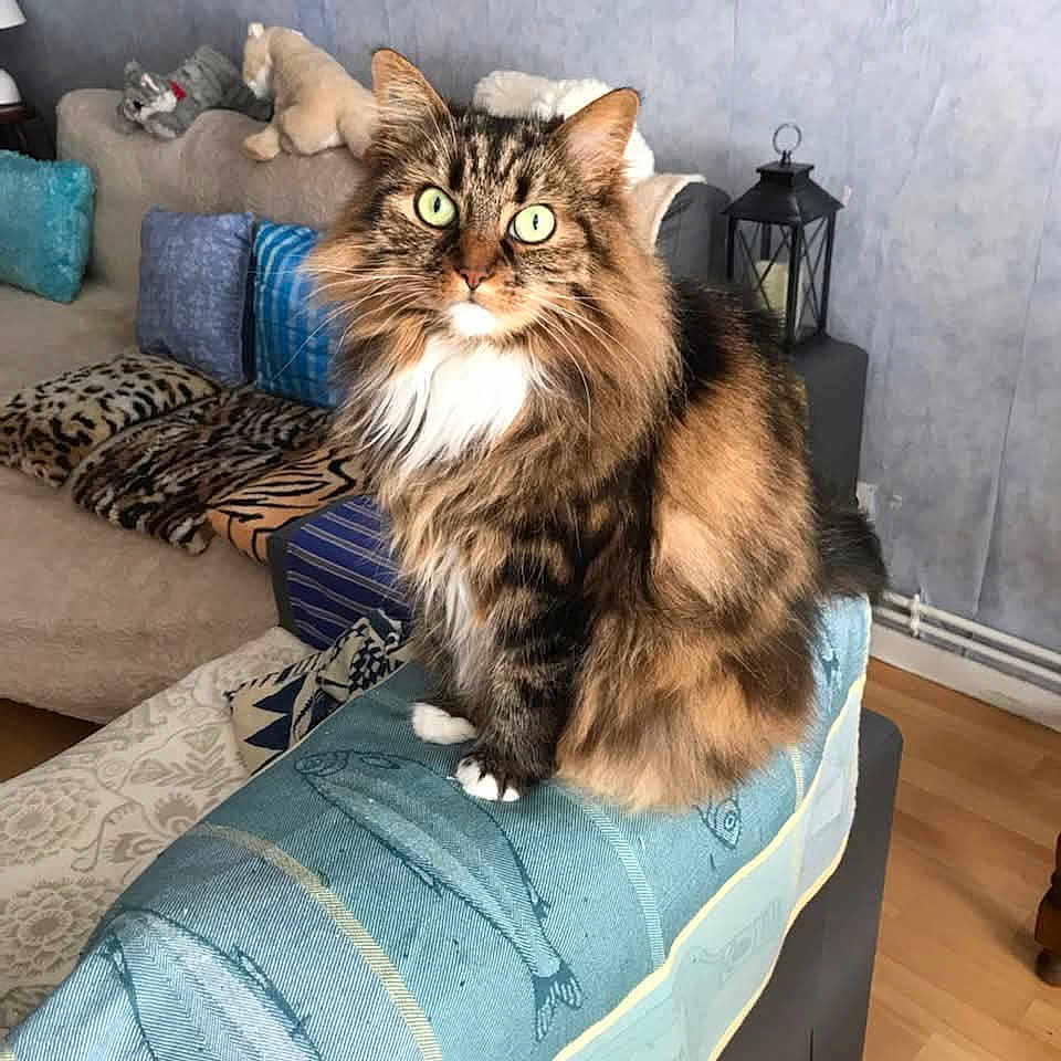 Princesse a rejoint le concours — aidez-le/la à gagner de superbes lots ! blanket, cat, couch, cushions, decor, fish_pattern, fluffy_fur, framed_pictures, furniture, green_eyes, indoor, lamp, living_room, looking_at_camera, pet, plush_toys, sitting, tabby_cat, wall, wooden_floor