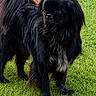 alert, animal, black_dog, brick_wall, canine, companion, daylight, dog, domestic_animal, fur, grass, greenery, long_hair, looking_away, mammal, nature, outdoor, pet, standing, tail