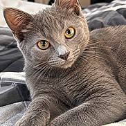 Nixie participe au concours pour gagner de l'argent avec cette photo : cat, gray_cat, kitten, feline, golden_eyes, whiskers, ears, fur, short_hair, portrait, close_up, alert, relaxed, lying_down, bed, blanket, bedroom, indoor, pet, animal