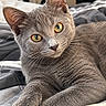 cat, gray_cat, kitten, feline, golden_eyes, whiskers, ears, fur, short_hair, portrait, close_up, alert, relaxed, lying_down, bed, blanket, bedroom, indoor, pet, animal