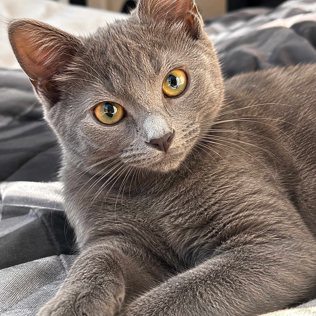 Nixie
