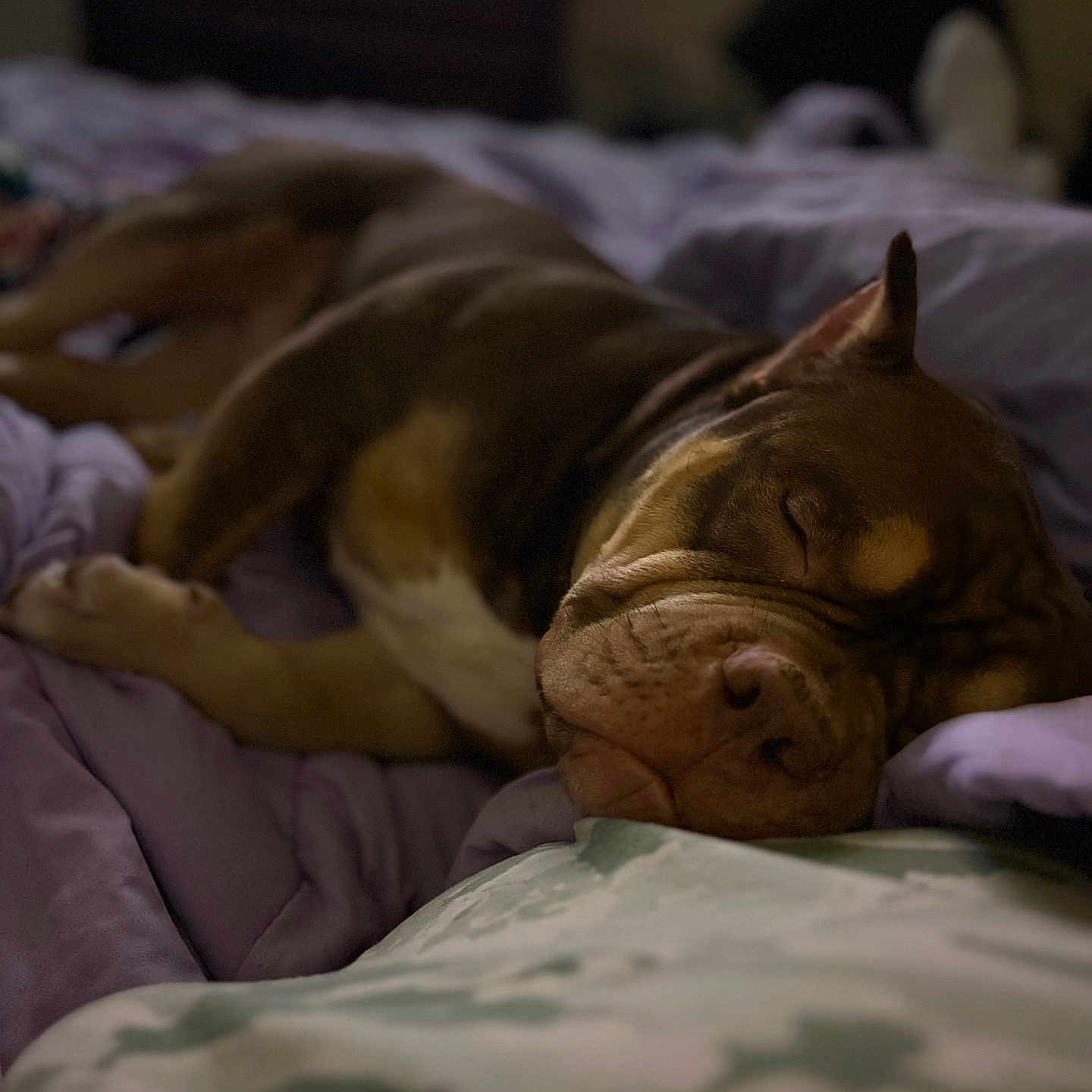 Choco joined the competition — help win amazing prizes! dog, sleeping, bed, blanket, purple, cozy, indoors, resting, pet, canine, nap, fur, wrinkles, relaxed, comfort, domestic, animal, closeup, quiet, peaceful