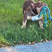 Choco is registered to the contest to win money with this photo: dog, grass, toy, rope_toy, outdoor, pet, playful, brown_dog, animal, canine, park, nature, collar, summer, fun, grass_field, daylight, active, chewing, pet_toy