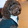 adorable, animal, bow_tie, brown_fur, canine, close_up, companion, curly_hair, cute, dog, domestic_animal, dressed_up, furry, indoor, looking_back, pet, pet_clothing, portrait, soft_lighting, tuxedo