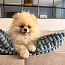 dog, pomeranian, puppy, fluffy, cushion, sofa, indoor, pet, cute, tongue_out, fur, small_dog, living_room, cozy, home, smiling, animal, domestic_animal, relaxing, portrait