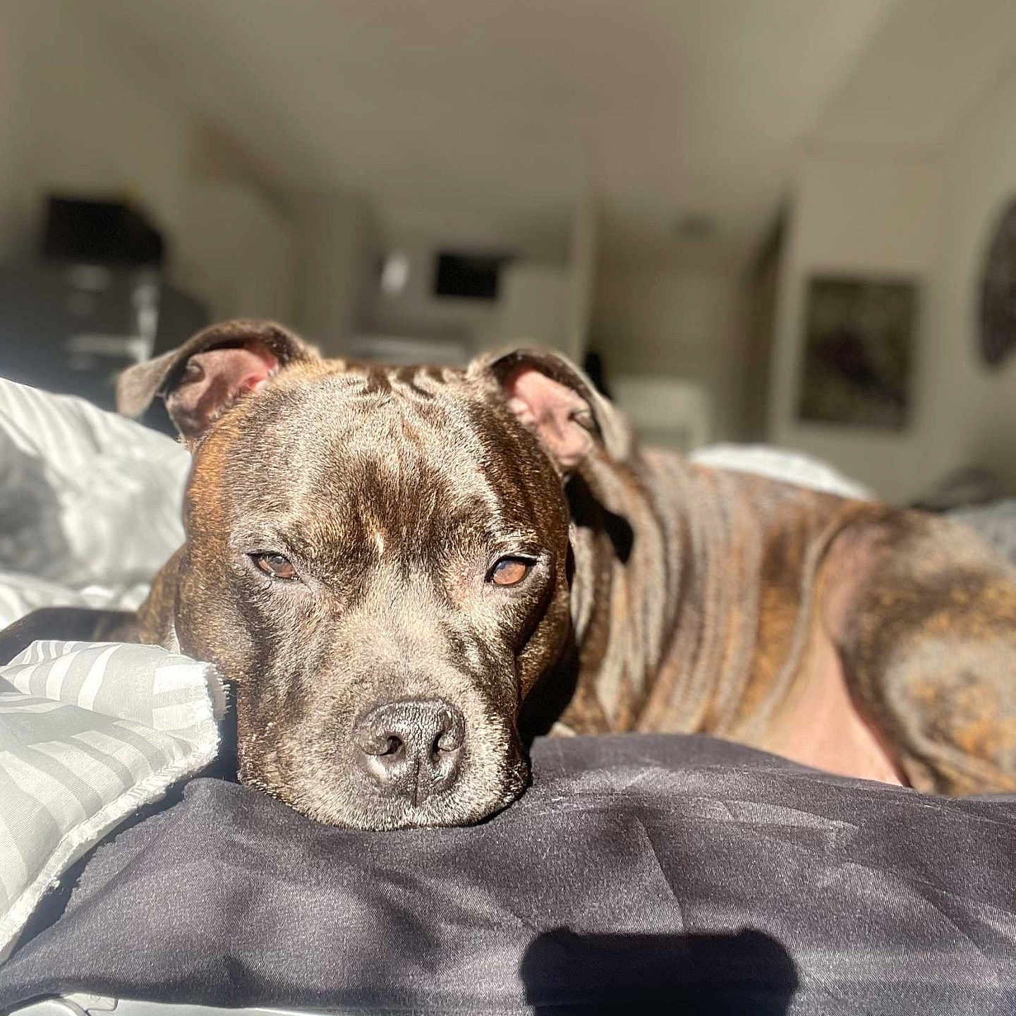 Paco