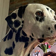 Vasxo a rejoint le concours — aidez-le/la à gagner de superbes lots ! dalmatian, dog, pet, animal, black_and_white, spotted, close_up, portrait, face, eyes, nose, ears, fur, indoors, home, person, human, flowers, vase, funny