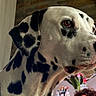 dalmatian, dog, pet, animal, black_and_white, spotted, close_up, portrait, face, eyes, nose, ears, fur, indoors, home, person, human, flowers, vase, funny