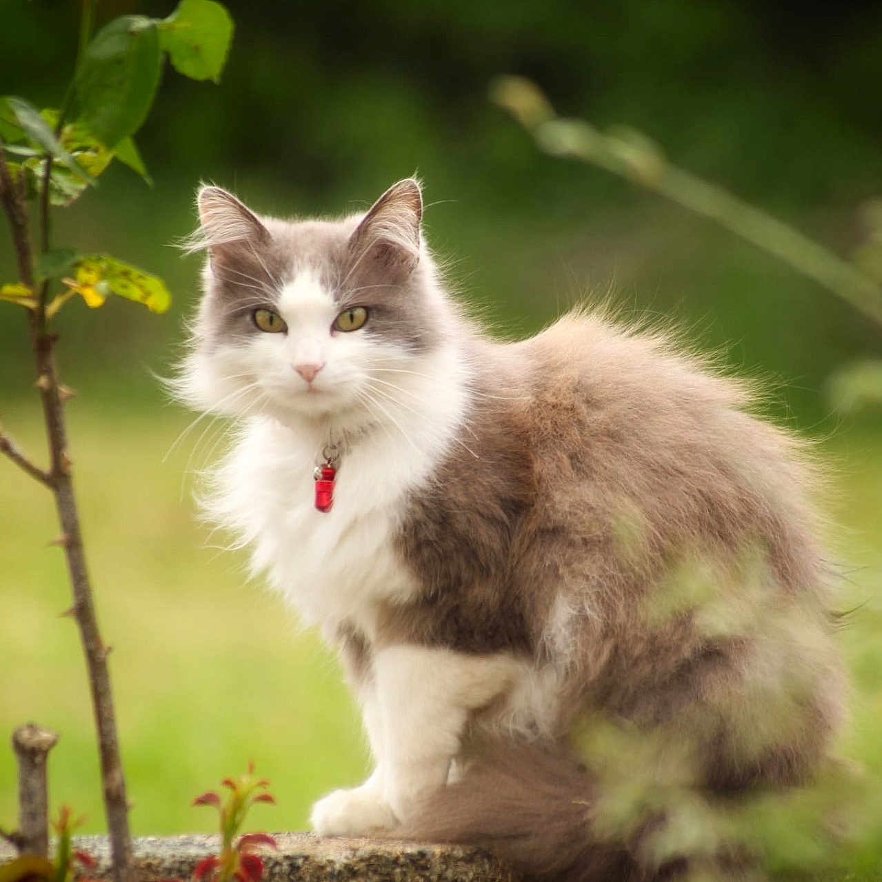 Plume a rejoint le concours — aidez-le/la à gagner de superbes lots ! animal, calm, cat, collar, eyes, feline, fluffy, fur, greenery, grey, nature, outdoor, pet, plant, portrait, red_collar, sitting, stone, whiskers, white