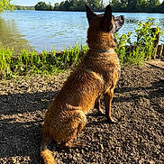 Virus a rejoint le concours — aidez-le/la à gagner de superbes lots ! dog, lake, water, nature, outdoor, sunlight, grass, trees, animal, pet, canine, sitting, fur, collar, daytime, landscape, shadow, blue_sky, shore, peaceful