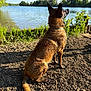 dog, lake, water, nature, outdoor, sunlight, grass, trees, animal, pet, canine, sitting, fur, collar, daytime, landscape, shadow, blue_sky, shore, peaceful