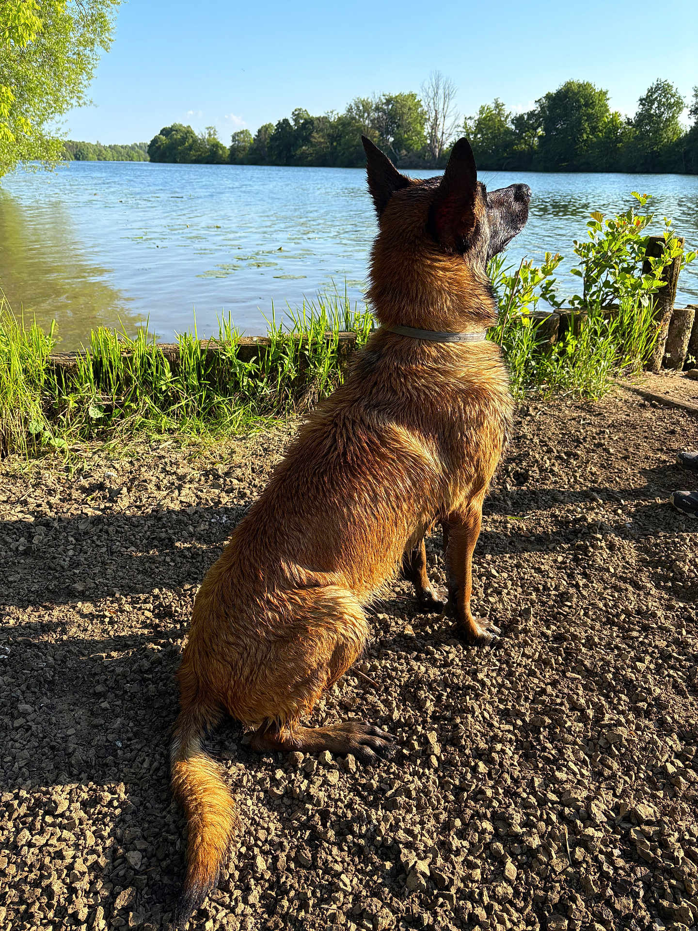 Virus a rejoint le concours — aidez-le/la à gagner de superbes lots ! dog, lake, water, nature, outdoor, sunlight, grass, trees, animal, pet, canine, sitting, fur, collar, daytime, landscape, shadow, blue_sky, shore, peaceful