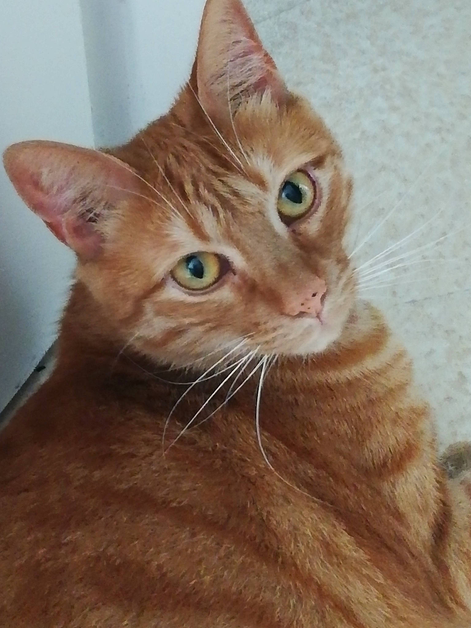 Edgar participe au concours pour gagner de l'argent avec cette photo : brown, carnivore, cat, domestic_short_haired_cat, ear, fawn, felidae, fur, iris, liver, small_to_medium_sized_cats, snout, whiskers, wood