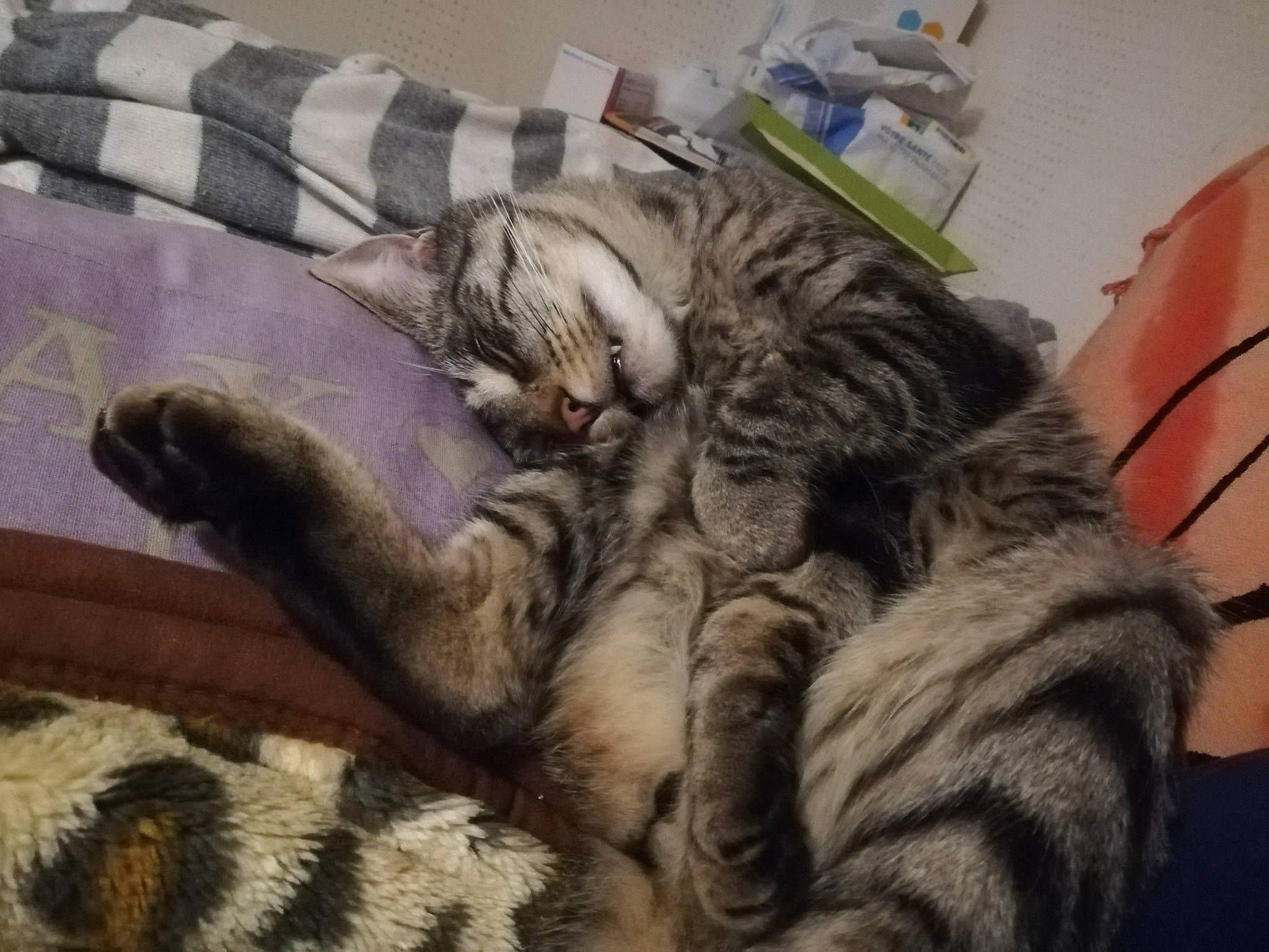 Chouquette a rejoint le concours — aidez-le/la à gagner de superbes lots ! american_shorthair, asian, california_spangled, carnivore, cat, claw, domestic_short_haired_cat, dragon_li, european_shorthair, felidae, fur, kitten, nap, paw, pixie_bob, sleep, small_to_medium_sized_cats, tabby_cat, tail, whiskers