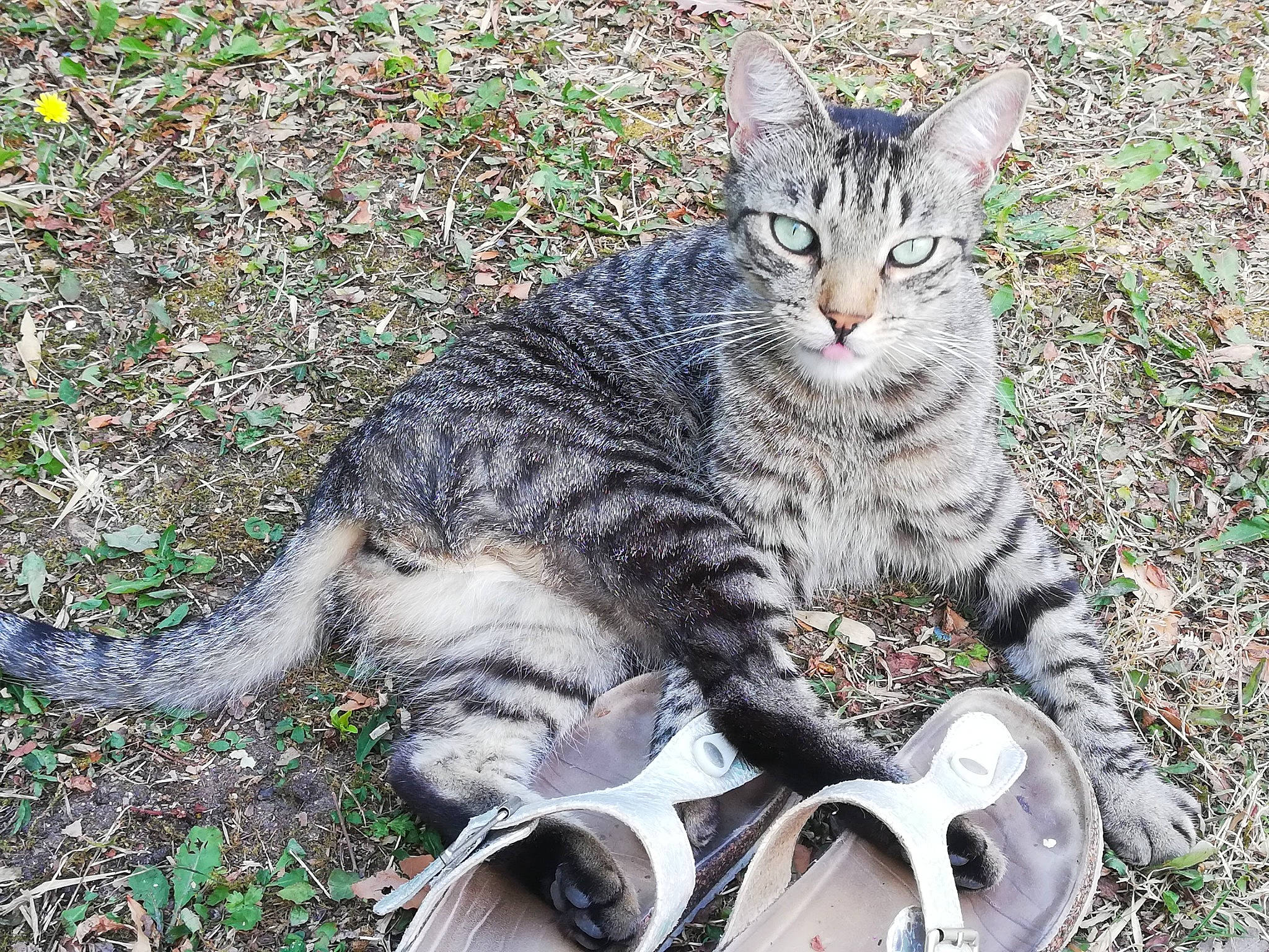 Chouquette a rejoint le concours — aidez-le/la à gagner de superbes lots ! aegean_cat, american_shorthair, asian, california_spangled, carnivore, cat, domestic_short_haired_cat, dragon_li, egyptian_mau, european_shorthair, felidae, grass, mammal, pixie_bob, small_to_medium_sized_cats, tabby_cat, vertebrate, whiskers, wild_cat, wildlife