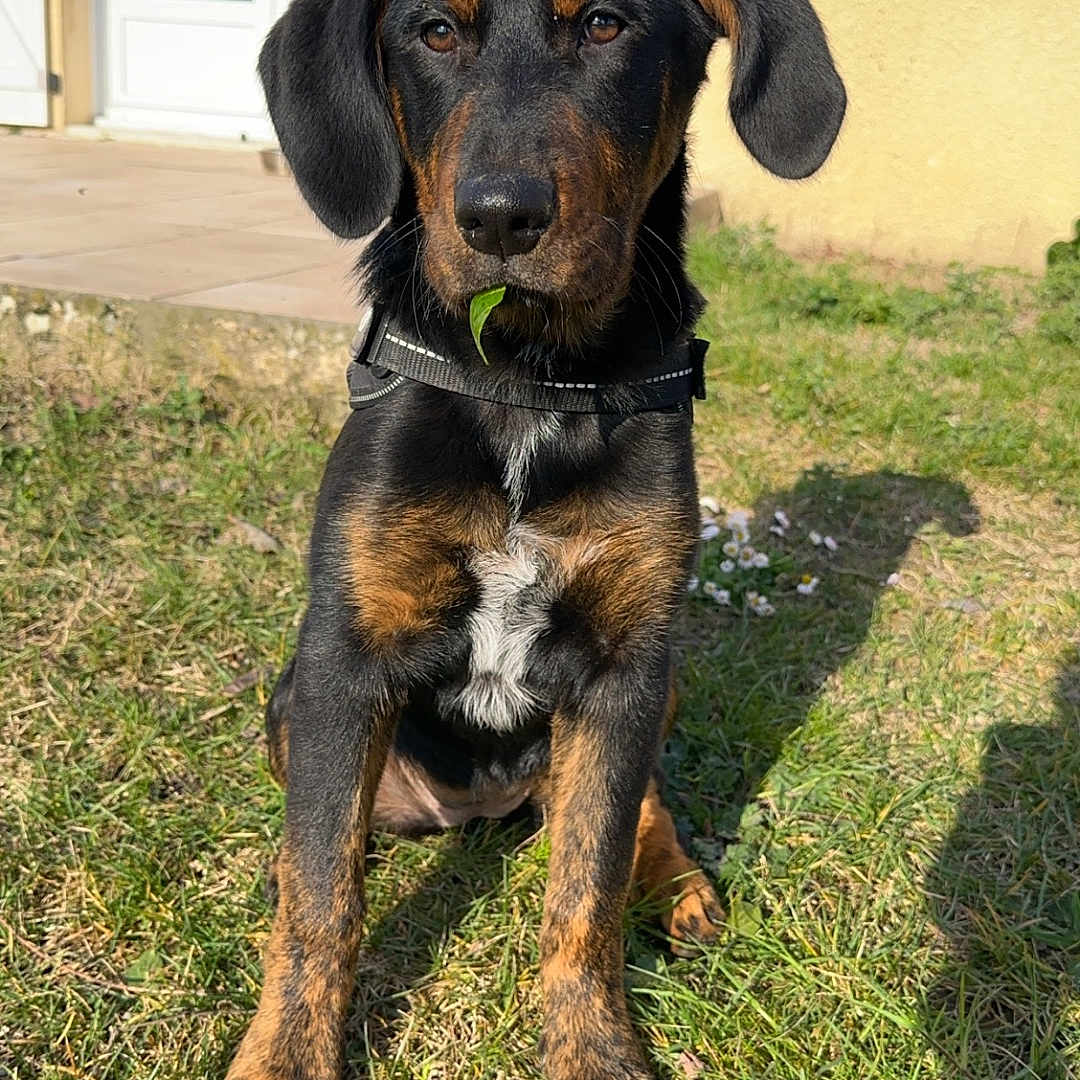 Joy a rejoint le concours — aidez-le/la à gagner de superbes lots ! animal, architecture, beagle, building, canine, dog, door, field, grass, grassland, hound, labradorretriever, lawn, nature, outdoors, pet, plant, pointer, puppy, shelter