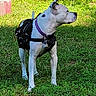 dog, grass, outdoor, pet, canine, black_and_white, harness, collar, alert, standing, nature, sunlight, animal, mammal, side_view, greenery, leash, ears_up, daylight, fur