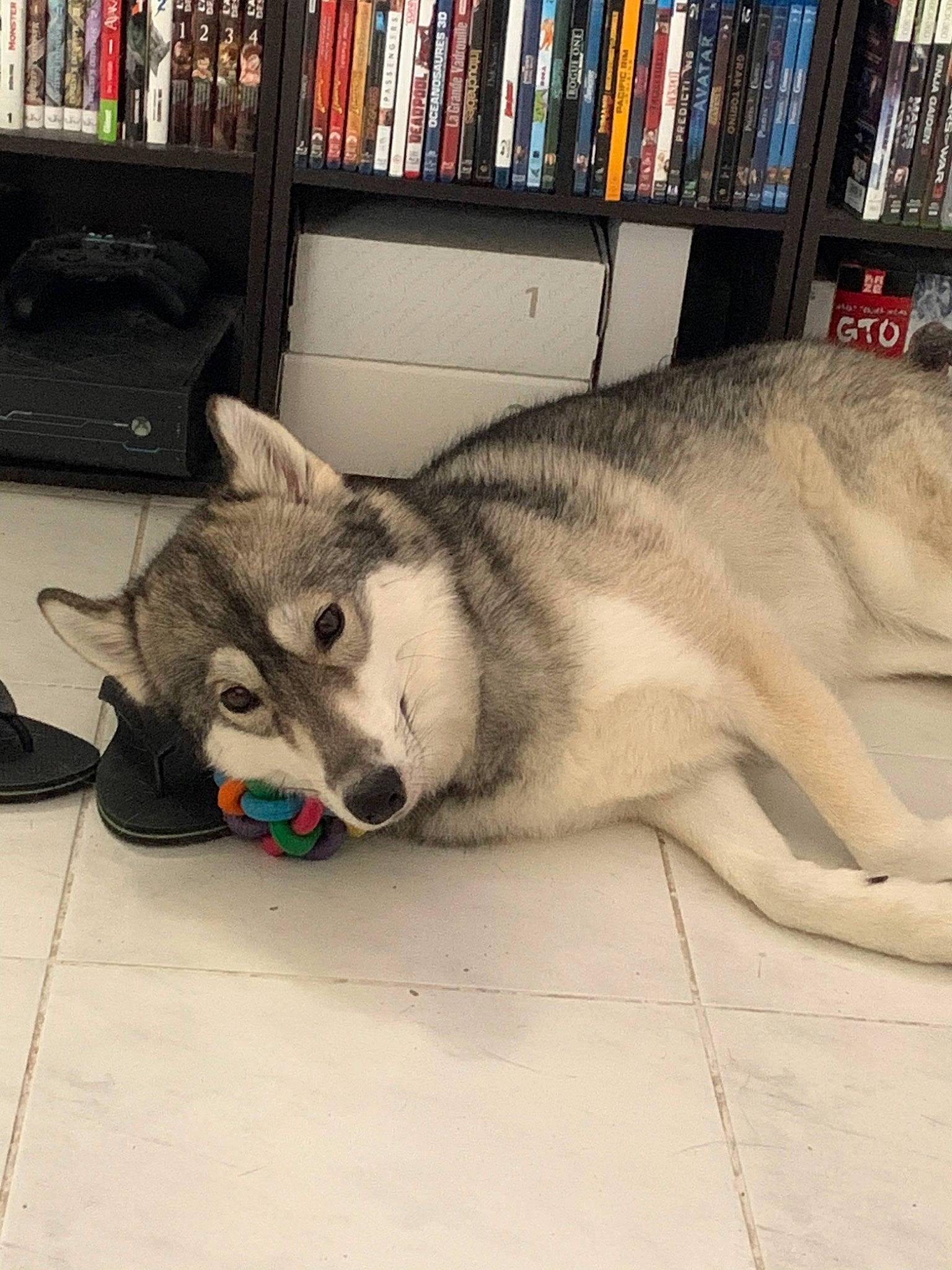 Leia a rejoint le concours — aidez-le/la à gagner de superbes lots ! alaskan_malamute, canidae, carnivore, dog, dog_breed, labrador_husky, mammal, miniature_siberian_husky, native_american_indian_dog, northern_inuit_dog, nose, saarloos_wolfdog, sakhalin_husky, seppala_siberian_sleddog, siberian_husky, sled_dog, snout, tamaskan_dog, vertebrate, wolfdog