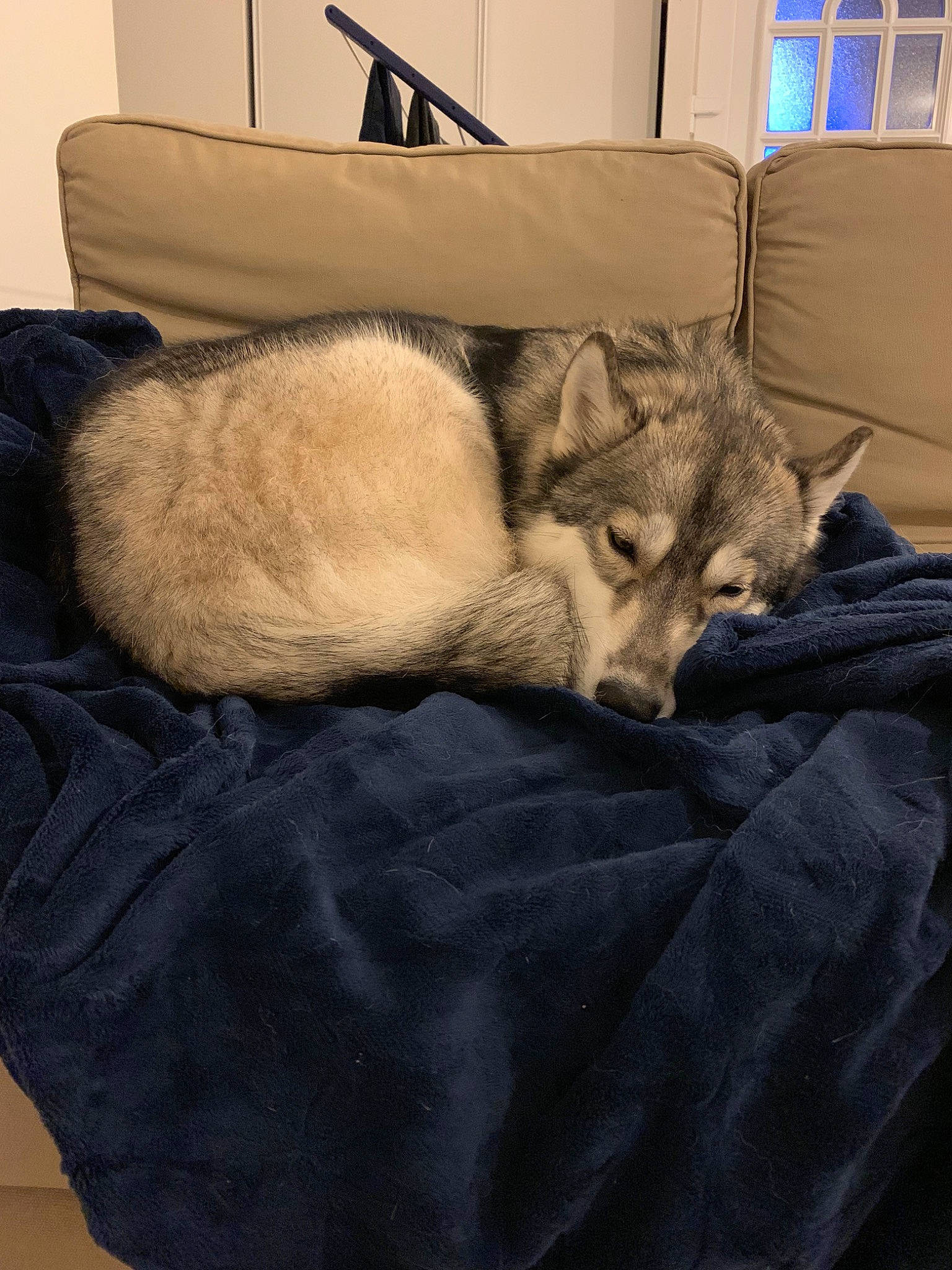 Leia a rejoint le concours — aidez-le/la à gagner de superbes lots ! bed, canidae, carnivore, cat, comfort, czechoslovakian_wolfdog, felidae, fur, furniture, linens, mammal, nap, room, sleep, small_to_medium_sized_cats, whiskers, wolfdog