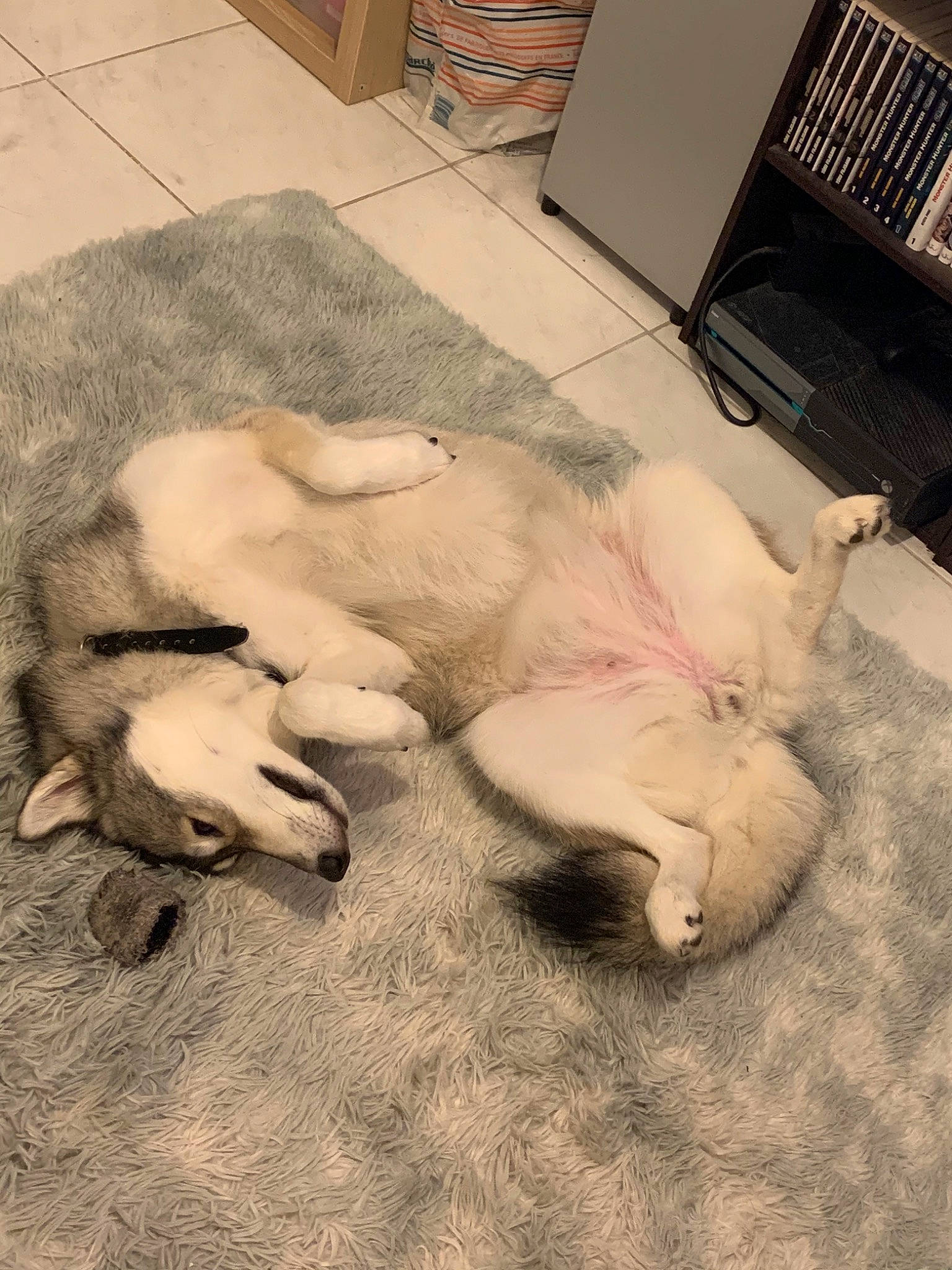 Leia participe au concours pour gagner de l'argent avec cette photo : berger_blanc_suisse, canidae, carnivore, cat, companion_dog, dog, dog_breed, fawn, felidae, nap, paw, puppy, puppy_love, sleep, tail