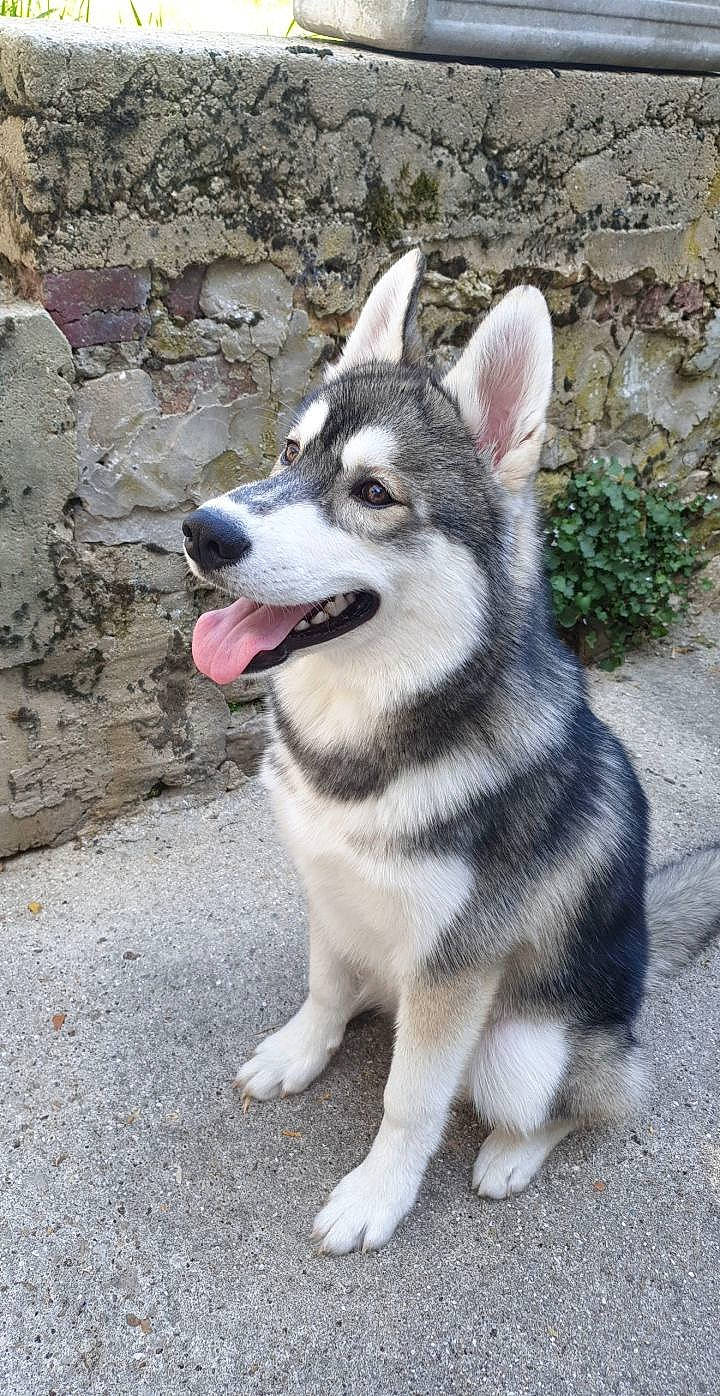 Anakin participe au concours pour gagner de l'argent avec cette photo : alaskan_klee_kai, alaskan_malamute, canadian_eskimo_dog, canidae, carnivore, dog, dog_breed, jamthund, mammal, miniature_siberian_husky, native_american_indian_dog, northern_inuit_dog, saarloos_wolfdog, sakhalin_husky, seppala_siberian_sleddog, siberian_husky, sled_dog, tamaskan_dog, vertebrate, wolfdog