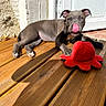 Alias participe au concours pour gagner de l'argent avec cette photo : animal, cute, dog, door, outdoor, paw, pet, playful, plush, puppy, red, relaxed, resting, summer, sunlight, tongue, toy, wall, wooden_deck, young