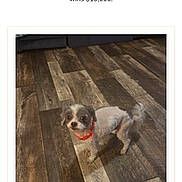 Rocky is registered to the contest to win money with this photo: 1st_place, animal, award, brown, collar, competition, curious, dog, flooring, gray, home, indoor, looking_up, mobile_screen, name_tag, pet, ranking, small_dog, text, wooden_floor