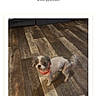 1st_place, animal, award, brown, collar, competition, curious, dog, flooring, gray, home, indoor, looking_up, mobile_screen, name_tag, pet, ranking, small_dog, text, wooden_floor