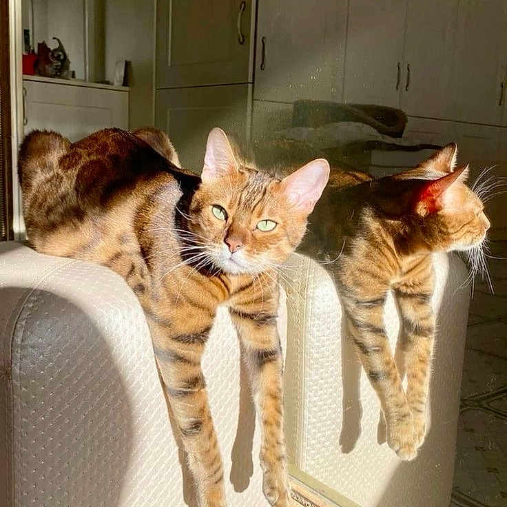 Uvo participe au concours pour gagner de l'argent avec cette photo : bengal_cat, cabinet, cat, cozy, ears, floor_tiles, furniture, green_eyes, home, indoor, mirror, natural_light, ottoman, pet, reflection, relaxing, shadows, striped, sunlight, whiskers