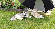 Blondie joined the competition — help win amazing prizes! cat, cats, fluffy, umbrella, grass, garden, flowers, pink_flowers, white_flowers, outdoor, relaxing, shady, pet, feline, nature, greenery, summer, resting, two_cats, peaceful