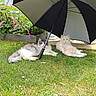 cat, cats, fluffy, umbrella, grass, garden, flowers, pink_flowers, white_flowers, outdoor, relaxing, shady, pet, feline, nature, greenery, summer, resting, two_cats, peaceful