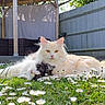 Blondie is registered to the contest to win money with this photo: cat, cats, fluffy_cat, cream_cat, black_and_white_cat, grass, daisies, flowers, garden, outdoor, sunlight, nature, relaxing, sleeping_cat, pet, animal, feline, cute, peaceful, friendship