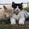 cat, cats, fluffy, black_and_white_cat, cream_cat, grass, outdoor, pet, animal, nuzzle, affection, feline, cute, resting, nature, garden, collar, close_up, daylight, backyard