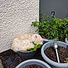 Blondie is registered to the contest to win money with this photo: cat, sleeping, plant_pot, garden, greenery, leaves, outdoor, fluffy, cream_colored, pets, nature, relaxation, curled_up, soil, flower_pot, quiet, peaceful, resting, feline, cozy