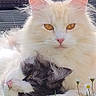 cat, fluffy_cat, white_cat, black_and_white_cat, pets, animals, grass, flowers, nature, outdoor, closeup, cute, snuggling, resting, feline, soft_fur, peaceful, companions, adorable, sunlight