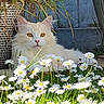 cat, white_cat, daisies, flowers, garden, plants, sunlight, outdoor, nature, greenery, fluffy, pet, animal, relaxed, serene, grass, summer, closeup, flora, peaceful