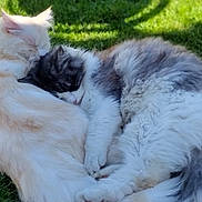 Blondie is registered to the contest to win money with this photo: cat, cats, animal, pet, fluffy, sleeping, cuddle, grass, outdoor, nature, sunlight, resting, fur, cute, companion, relaxation, friendship, two_animals, peaceful, close_up