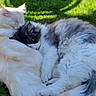 cat, cats, animal, pet, fluffy, sleeping, cuddle, grass, outdoor, nature, sunlight, resting, fur, cute, companion, relaxation, friendship, two_animals, peaceful, close_up